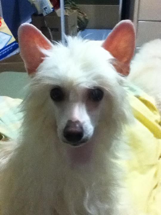 Crestyle As Good As It Gets PP