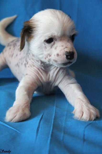 Apriori Vip Long Kiss