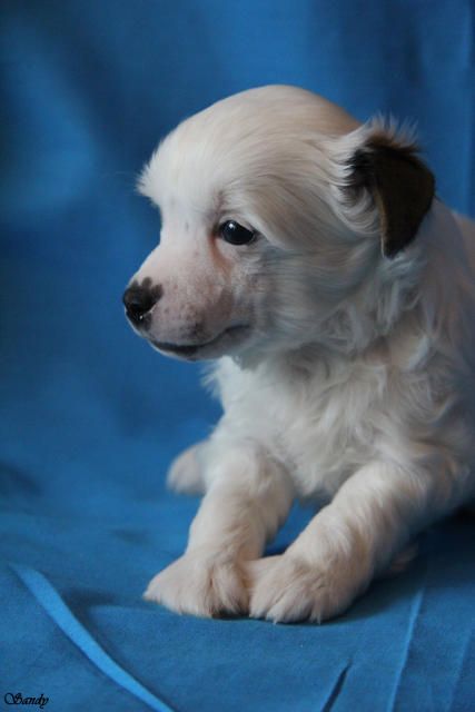 Apriori Vip Lemon Juice