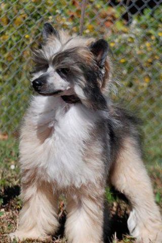 Olivera's Gettin' Jiggy Wit It PP