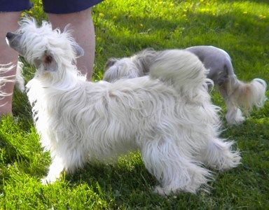 Yrar Kiss of the Spider Woman