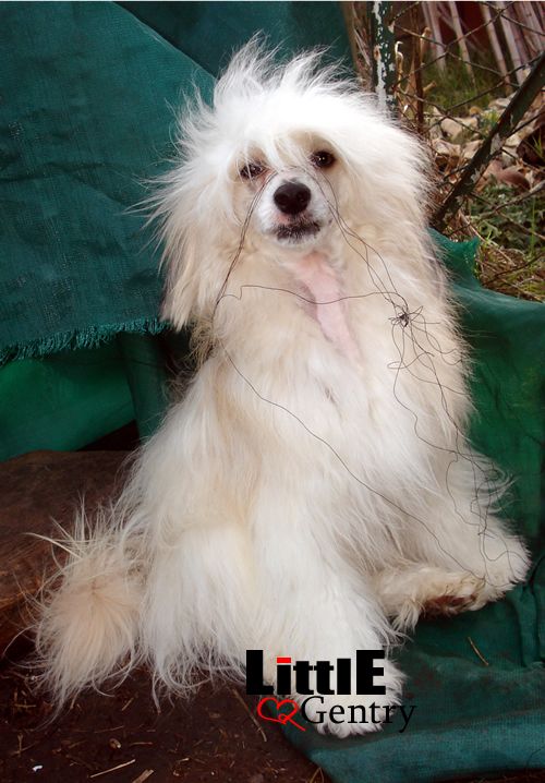 Arthur of Little Gentry