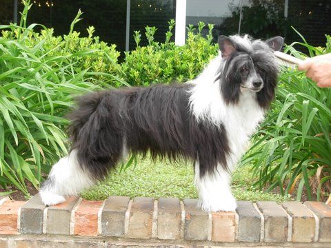 Puffin Premier Edition