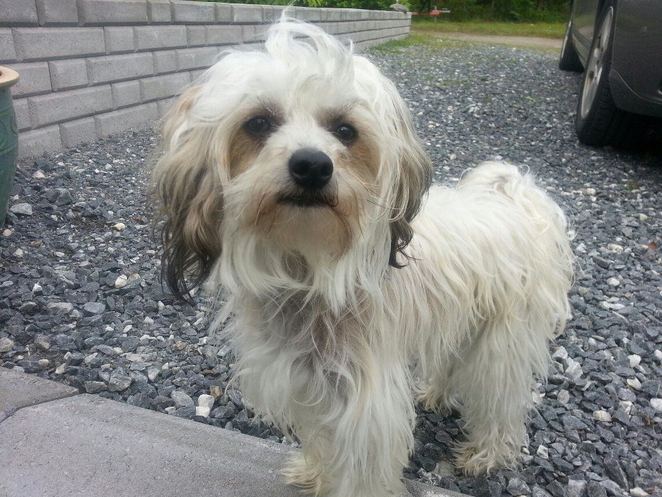 Amelion's Rockefeller