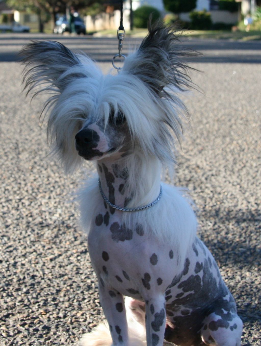 Casmai Ahoy Hot Pirate