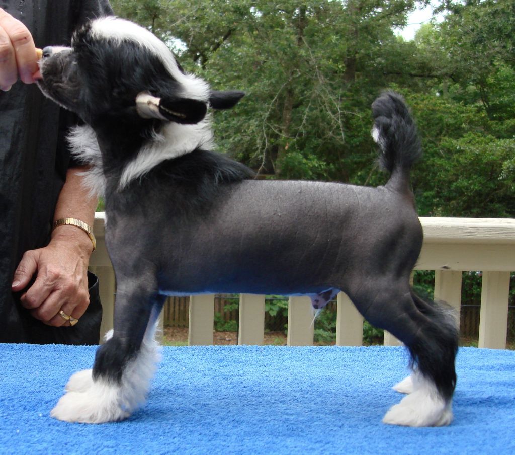 Applelou Midnight Sun