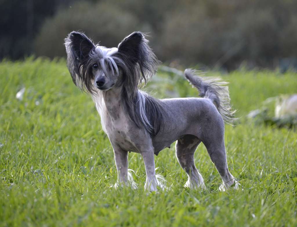 Volshebnaja Loshadka Estella