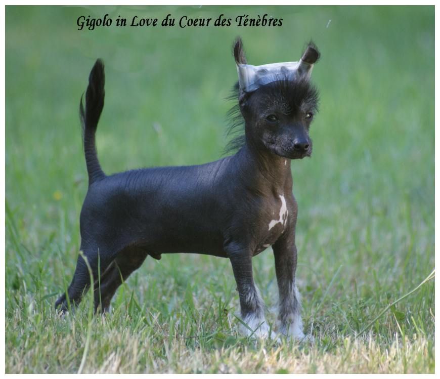 Gigolo In Love du Coeur des Ténèbres