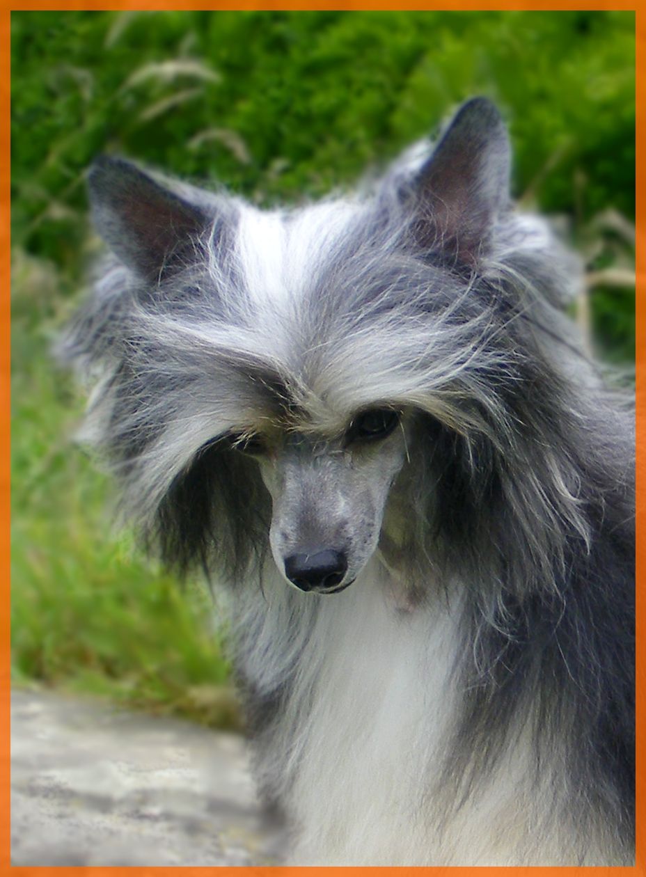 Gleedhalie Pandora Du Coeur Des Tenebres