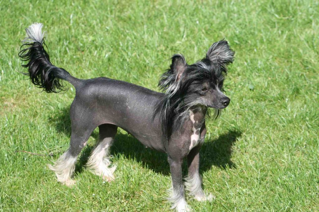 Garmina Burana Du Coeur Des Tenebres