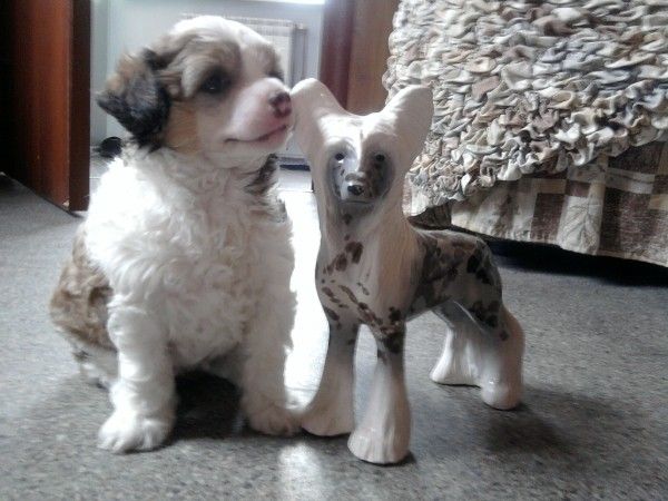 Barbaristka Sladkaya Zhizn'