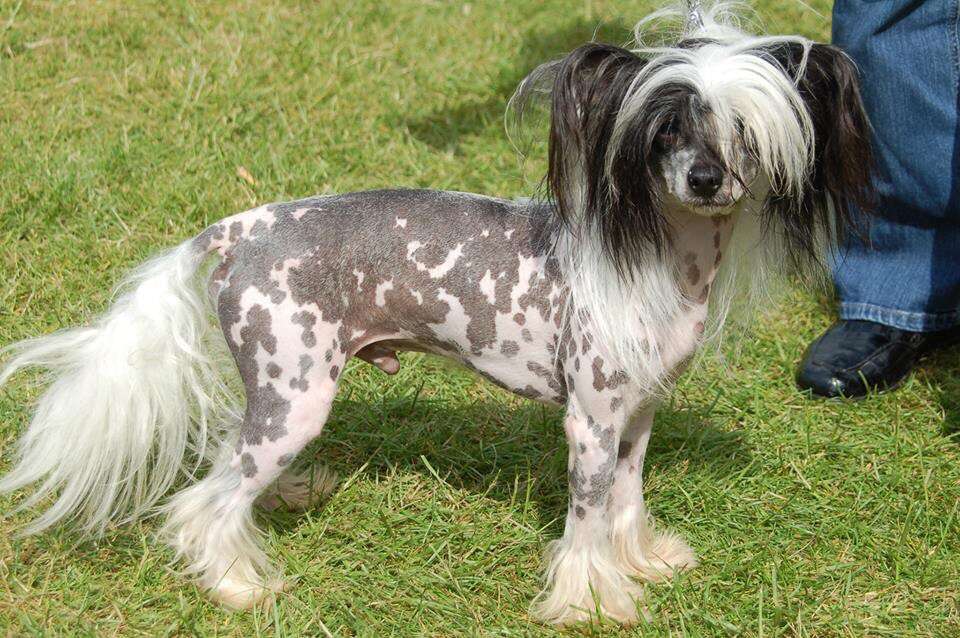 Pollypeck All That Jazz