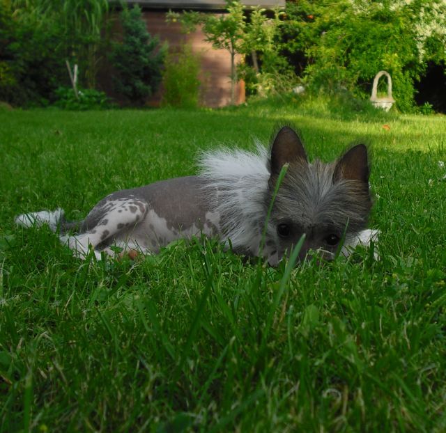 Yunao's Faliya Famey Shaki