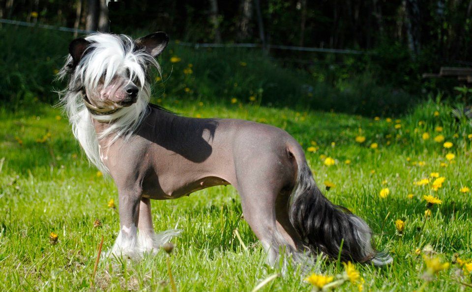 Xodix Extra Expressive