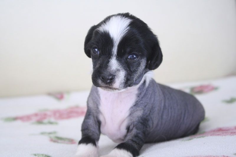 Xodix Extra Excellent