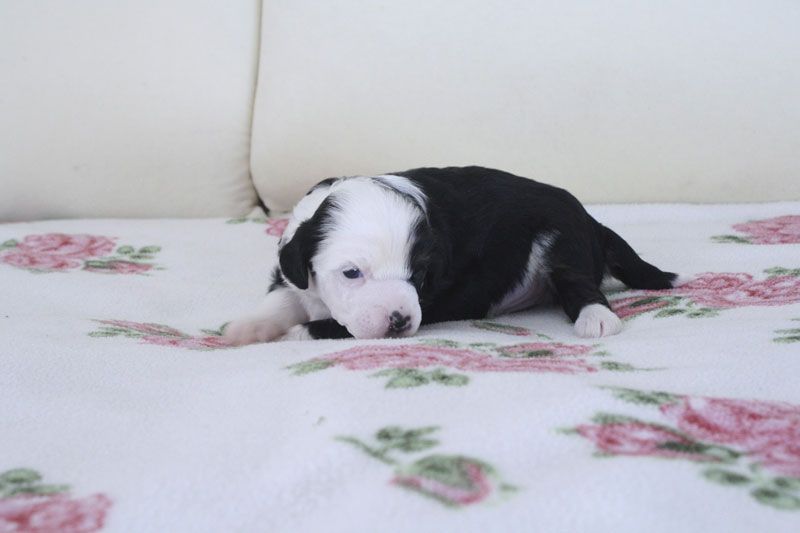 Xodix Extra Exclusive