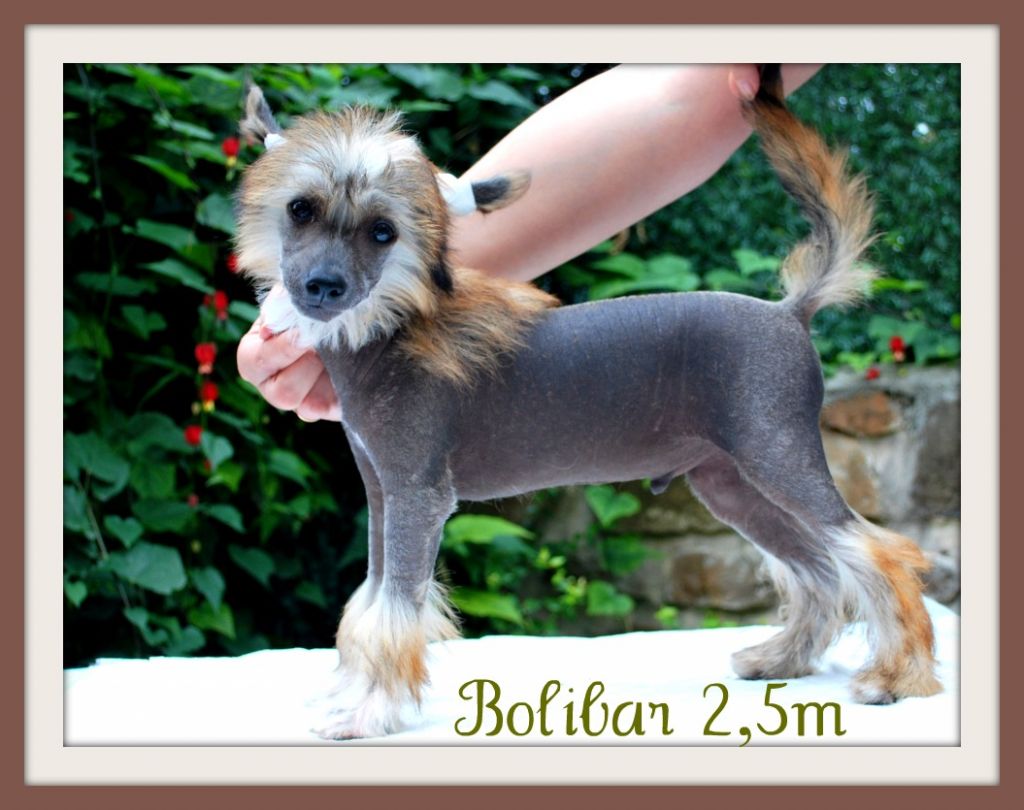 Aretxagako Ametsa Bolibar