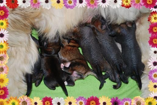 Aretxagako Ametsa Bermeo