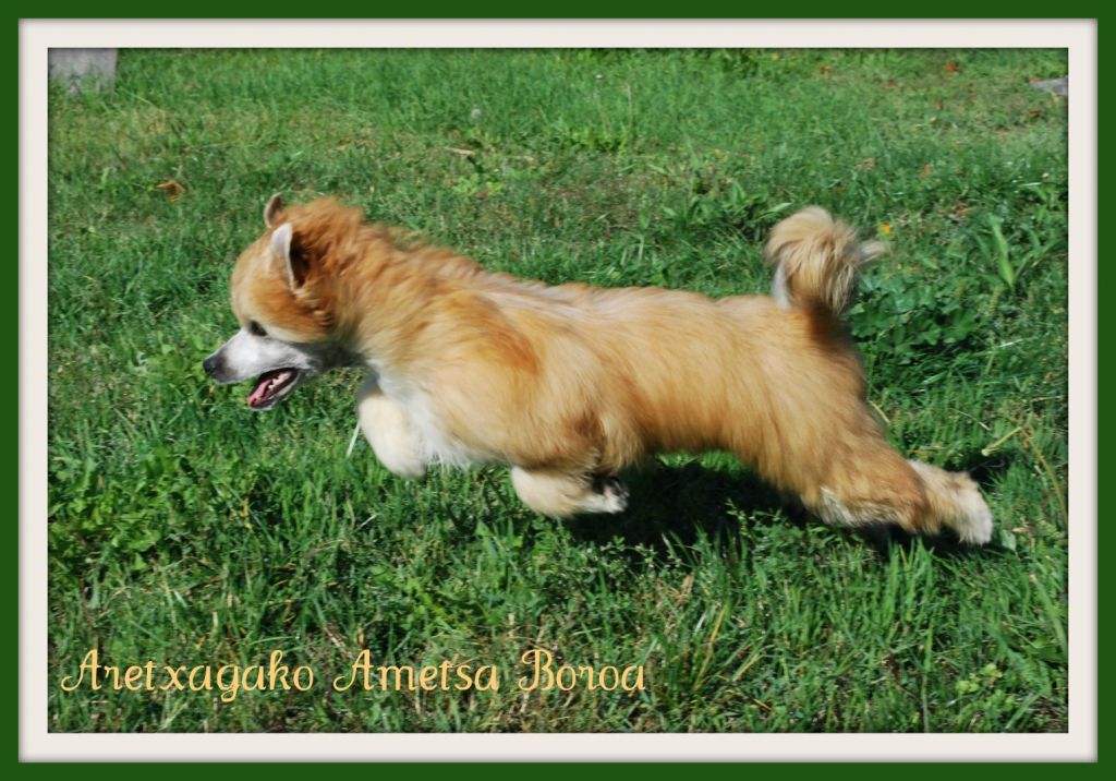 Aretxagako Ametsa Boroa