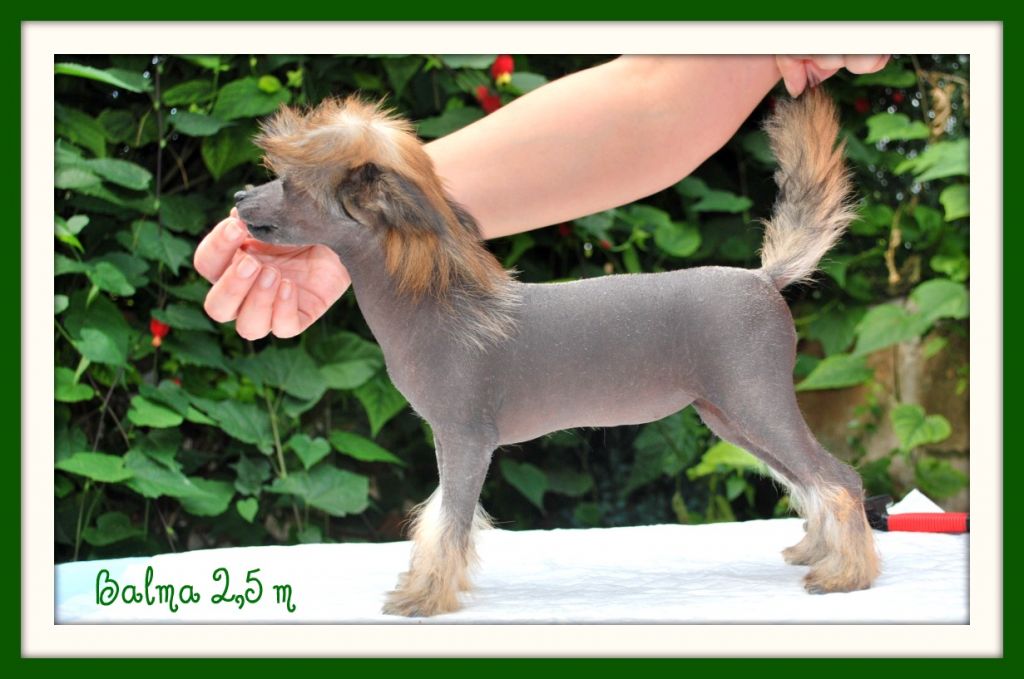 Aretxagako Ametsa Balma