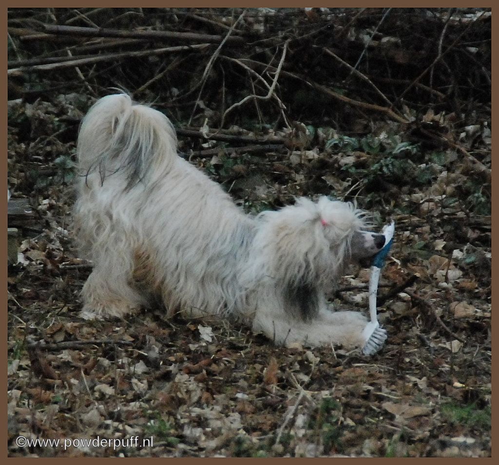 Bene Vivendi of Roxy's Pride