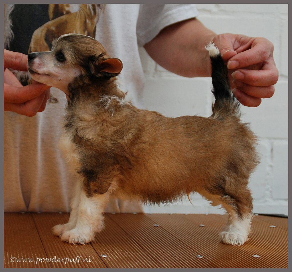 A Vida Boa of Roxy's Pride