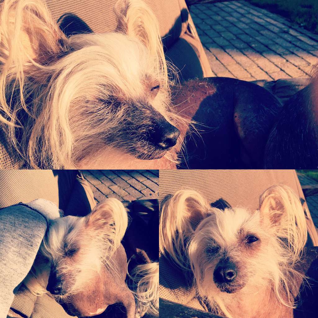 La Buena Vida of Roxy's Pride