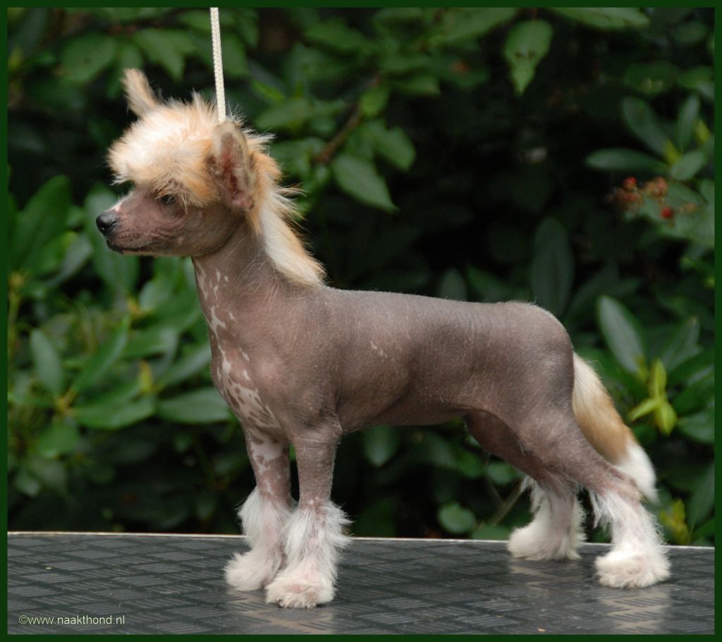 La Belle Vie of Roxy's Pride