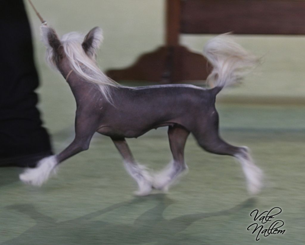 Ur. Ch. Ur. J. Ch. Maisha Mema Of Roxy's Pride