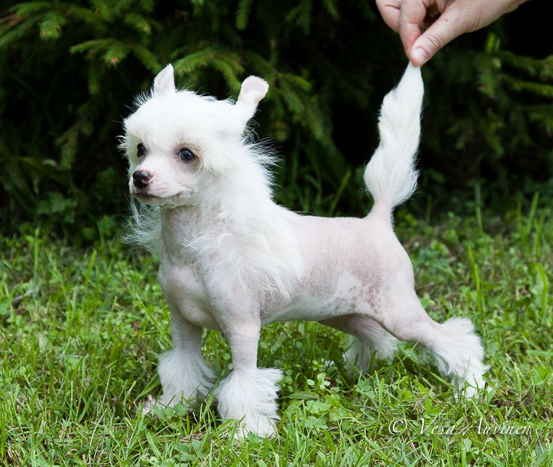 Quidi Vidi Pina Colada