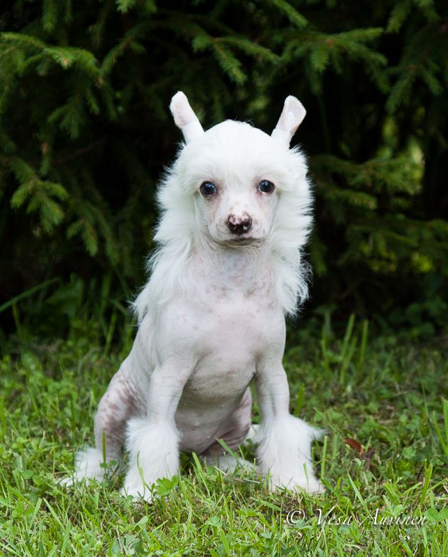 Quidi Vidi Tequila Sunrice