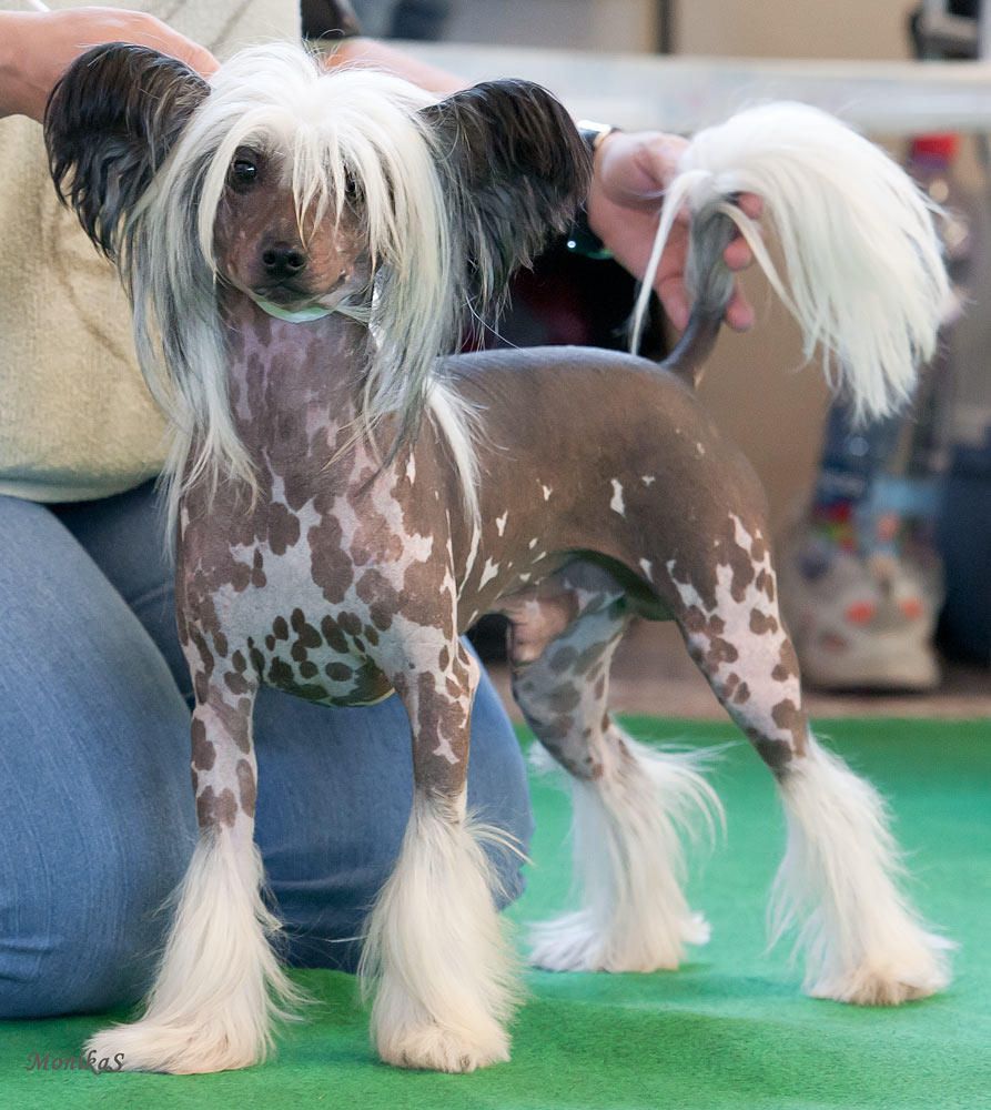 Basilio Alonso Decoroso