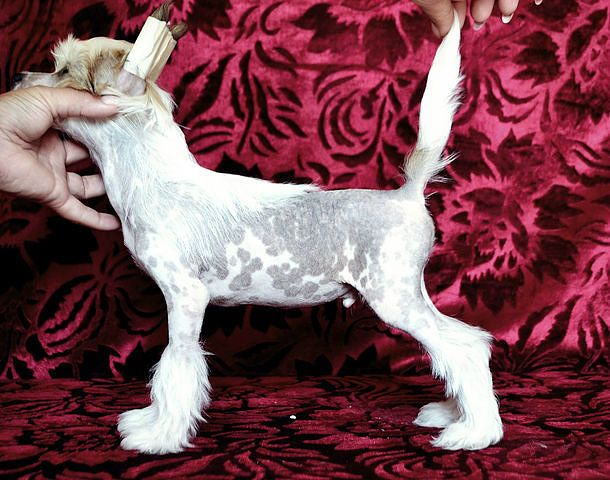 Hohlatiy glamour Lire Nilsson