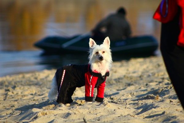 Olegro Katrin Insidious Design