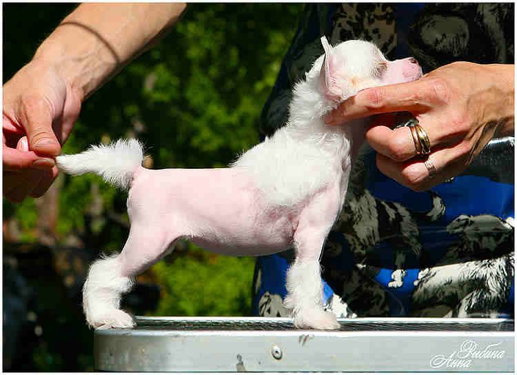 Olegro Katrin Ignite My Fire