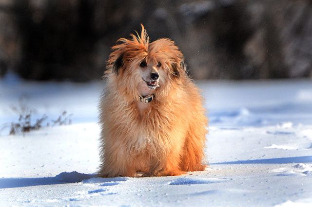 Zlato Dinastii Rio Rita