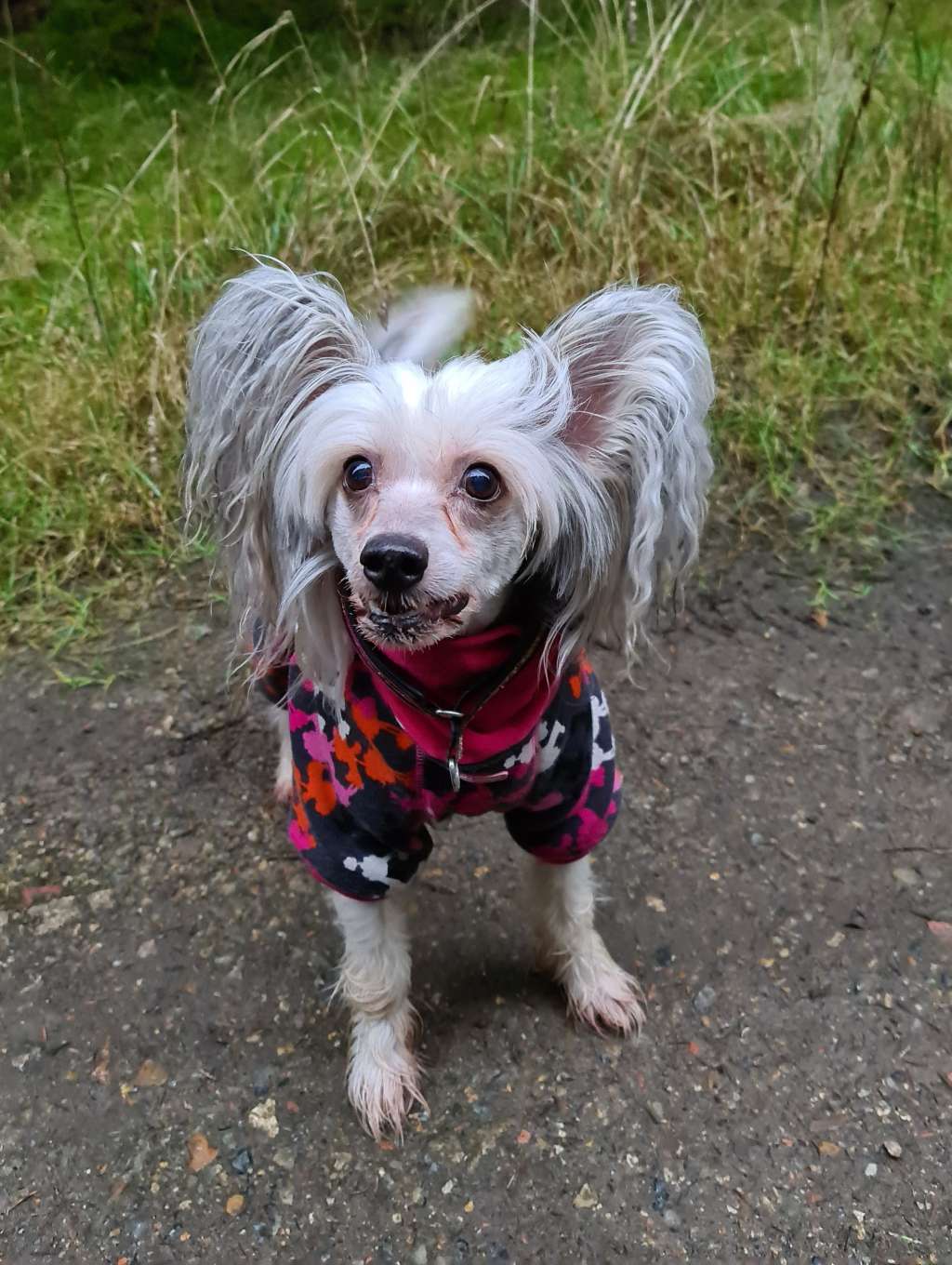 Dominikana Artagasamazis