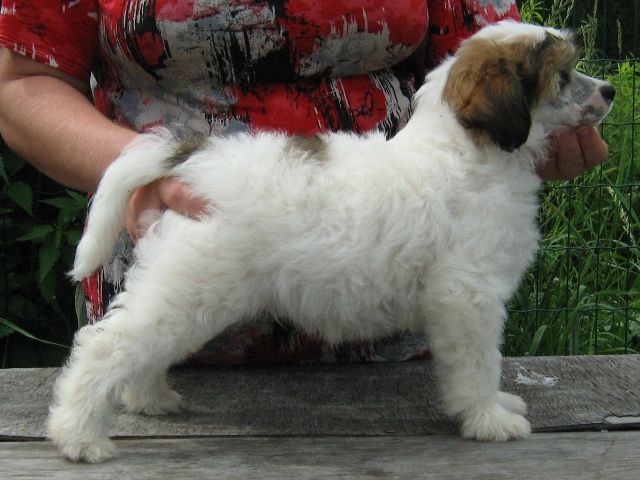 Elizar Velikolepny Puff