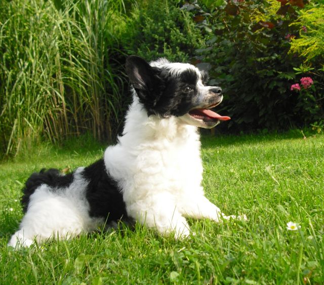 Yunao's Garlic Gallan