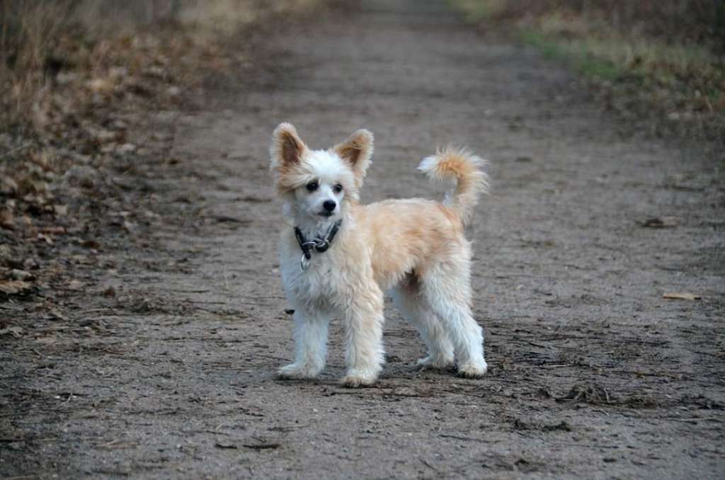 Fire in Your Heart Princes de la Roses