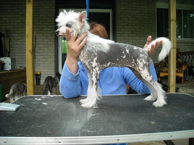 Xnipec Right To The Top