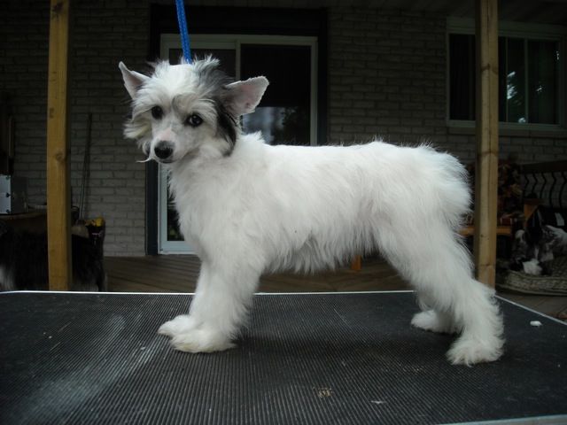 Xnipec You'll Always be There