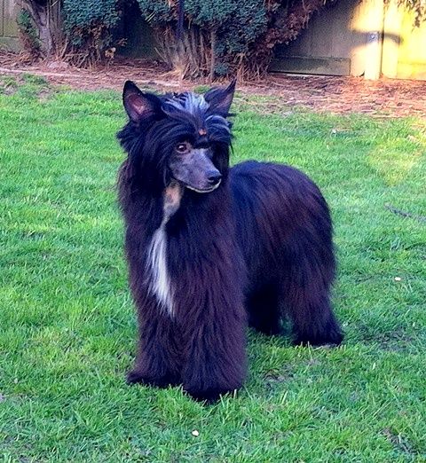 Chopard King of Diamonds  