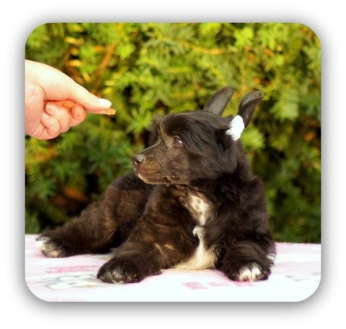 Casmir King of Diamonds 