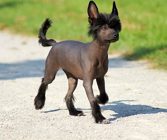 Candy King of Diamonds 