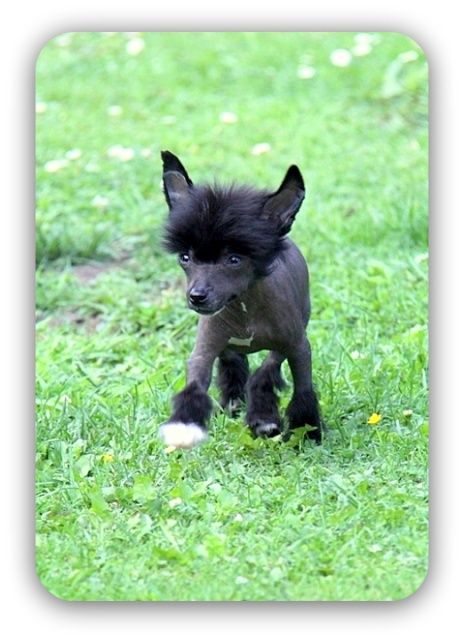 Calisi  King of Diamonds 