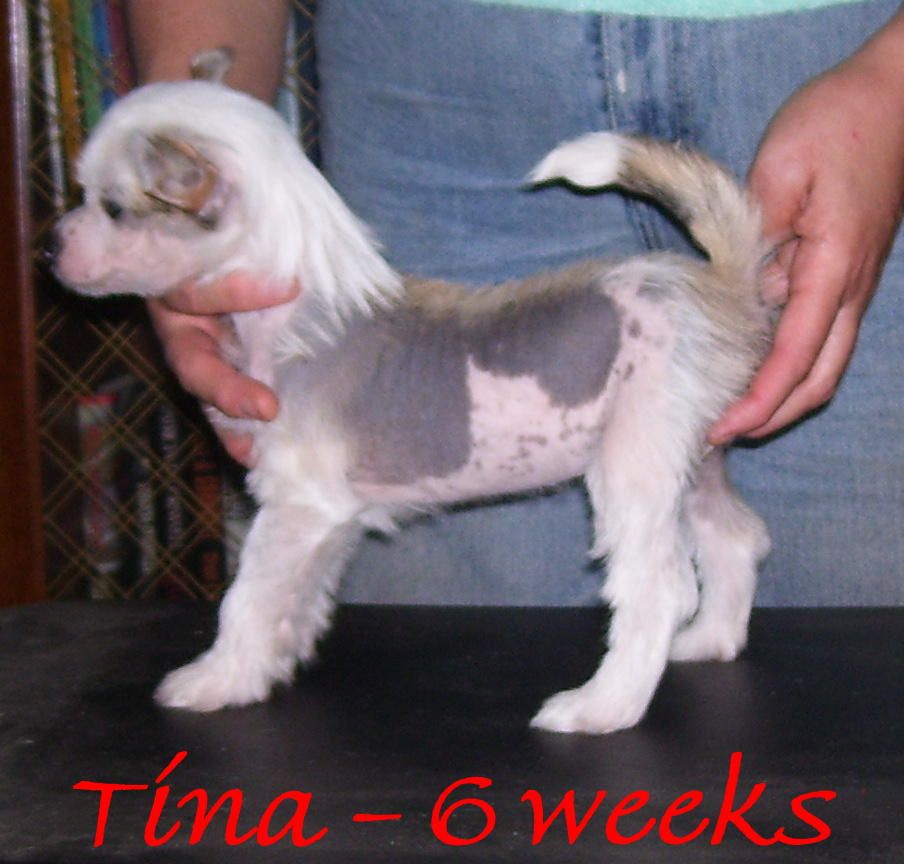 Lyric Town Pop Sensation