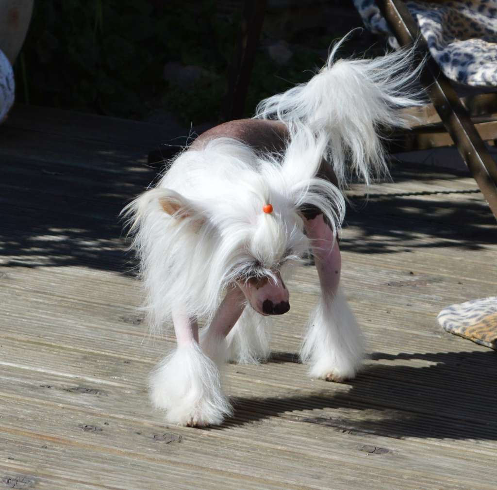 Doucai's Dressed To Thrill