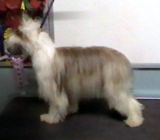 Doucai's Dressed For Success.