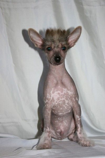 General Frol de Fageiro